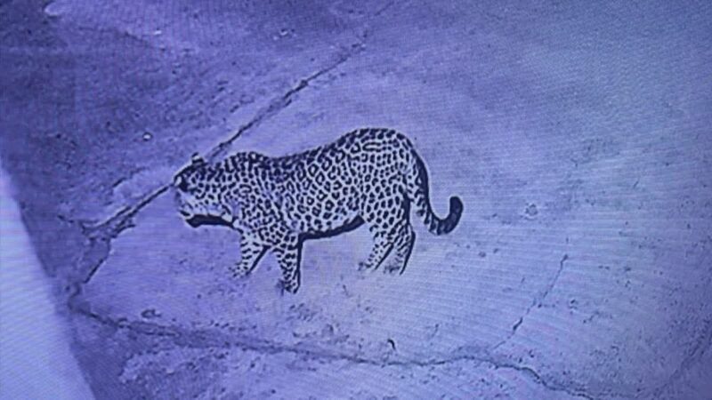 देर रात ग्रामीण के घर में घुसा गुलदार,शोर मचाकर घरवालों ने बचाई जान