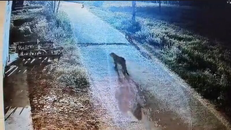 सीसीटीवी कैमरे में कैद हुए एक साथ तीन गुलदार,पूरे गांव में दहशत