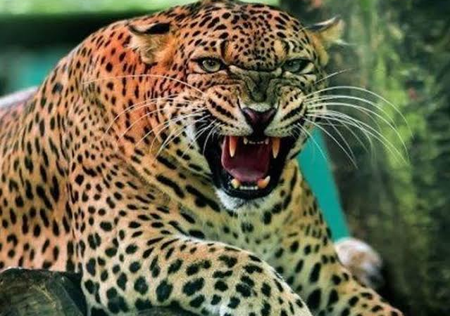 महिला को बनाया गुलदार ने निवाला,पूरे इलाके में दहशत