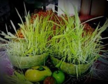 मुख्यमंत्री ने दी प्रदेशवासियों को हरेला पर्व की शुभकामना